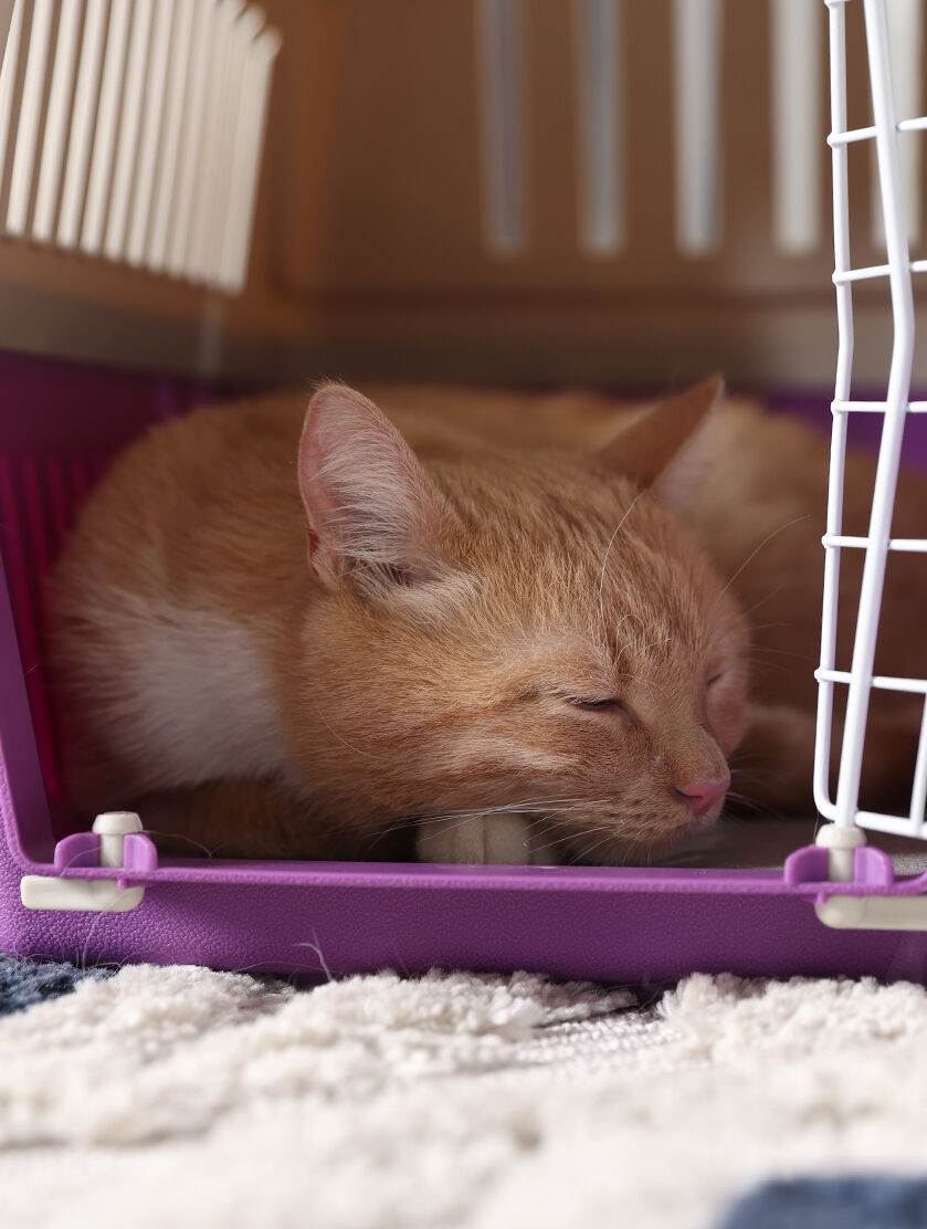 cat sleeping inside travel carrier